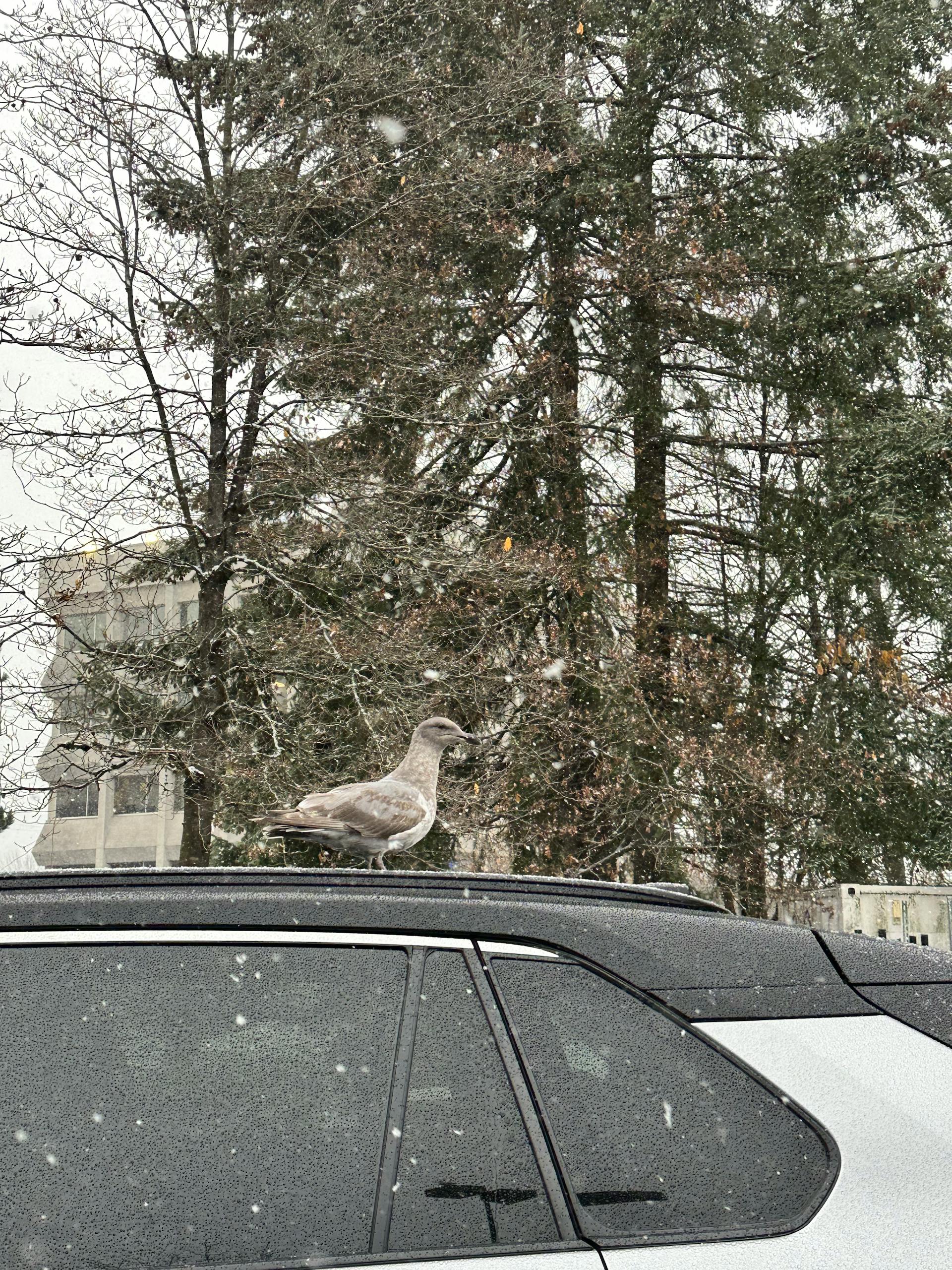 Bird Droppings
