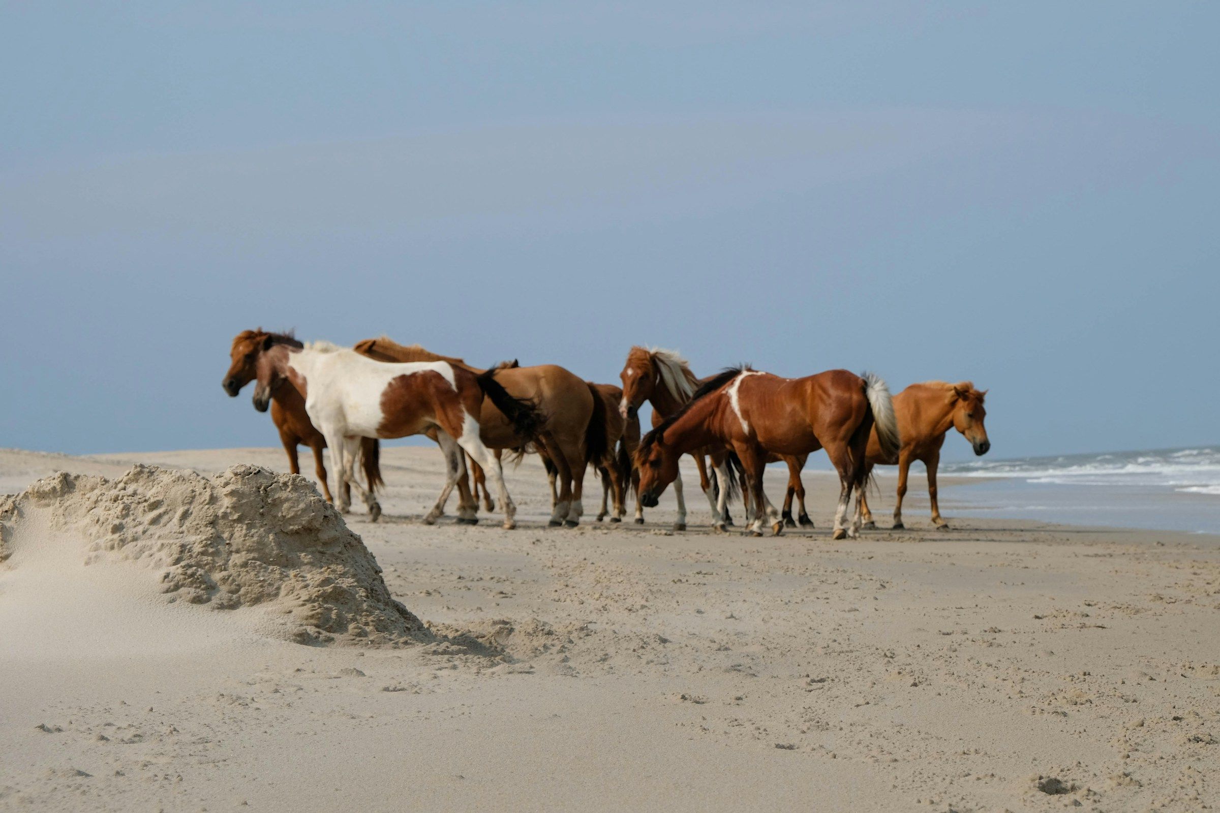 Maryland — Assateague Island