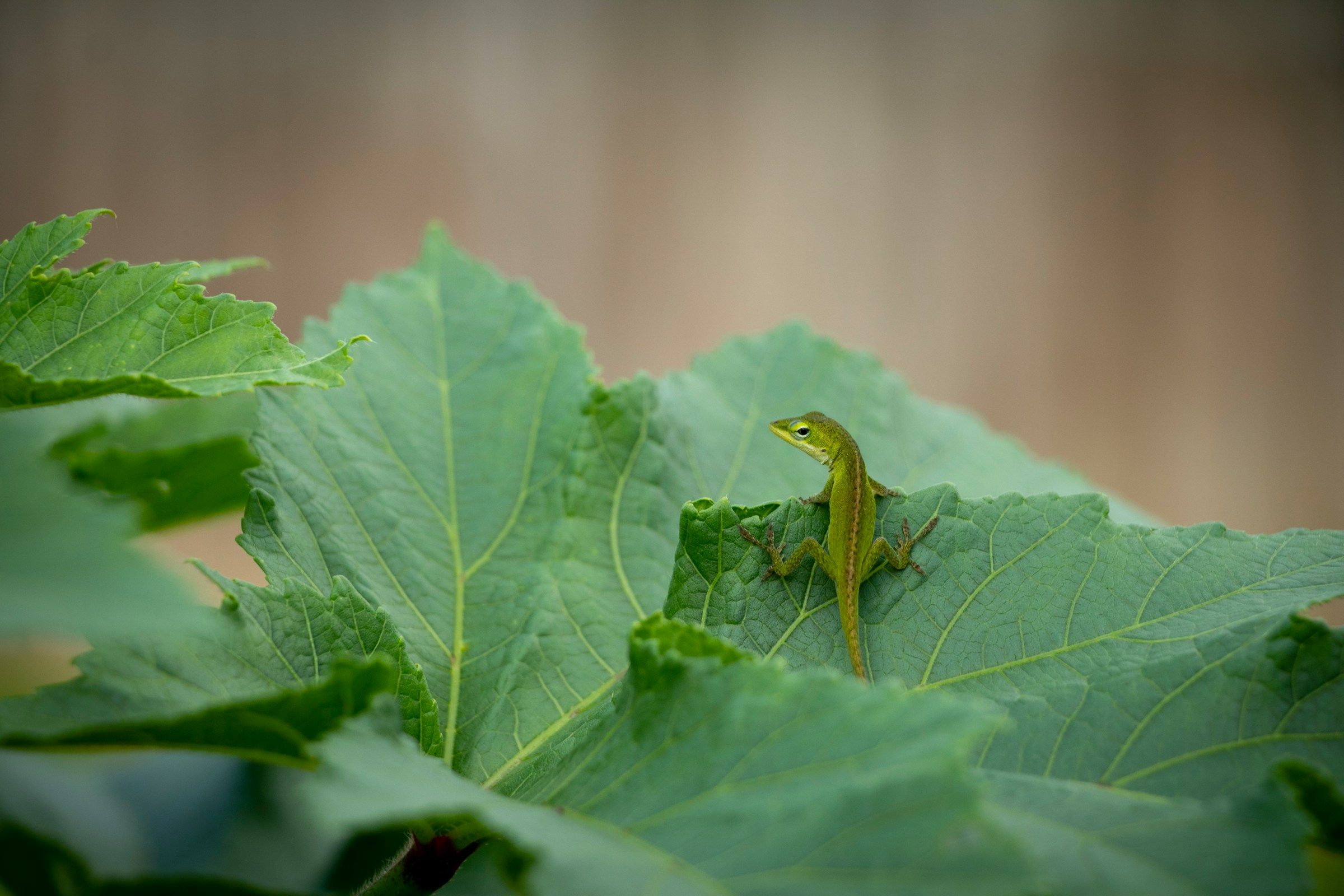 Lizard Lie