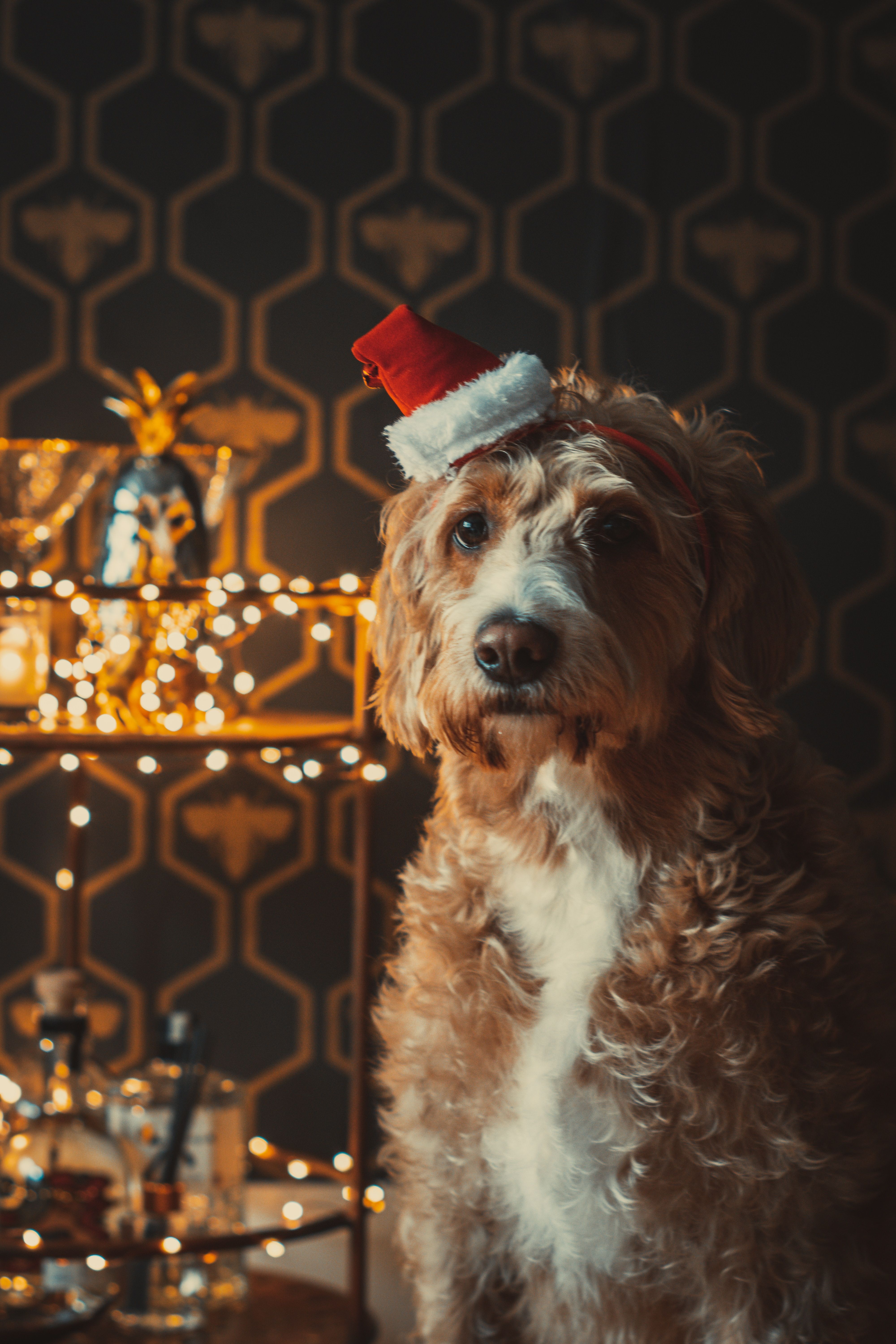 Beloved Dog