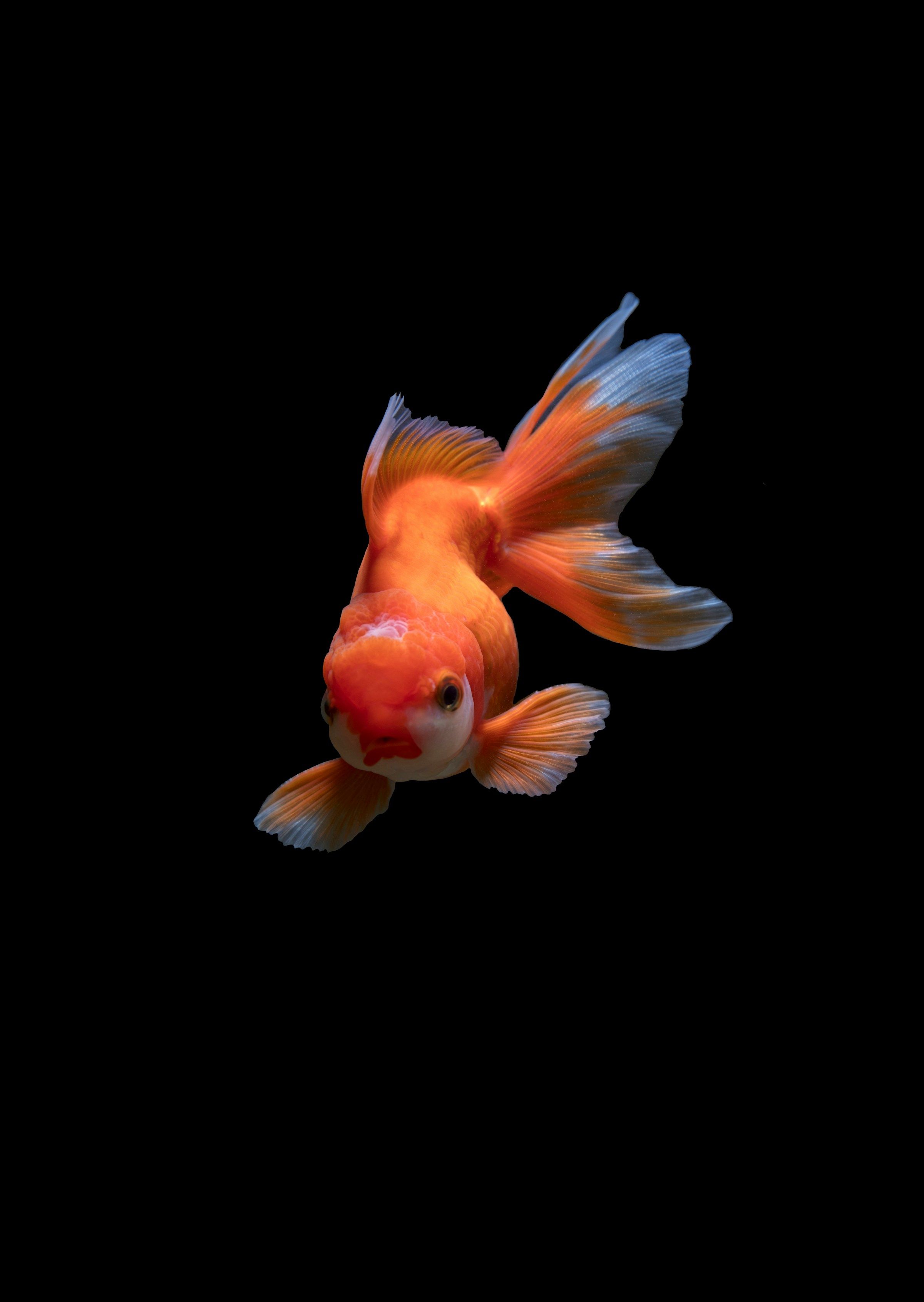 Fish Pain